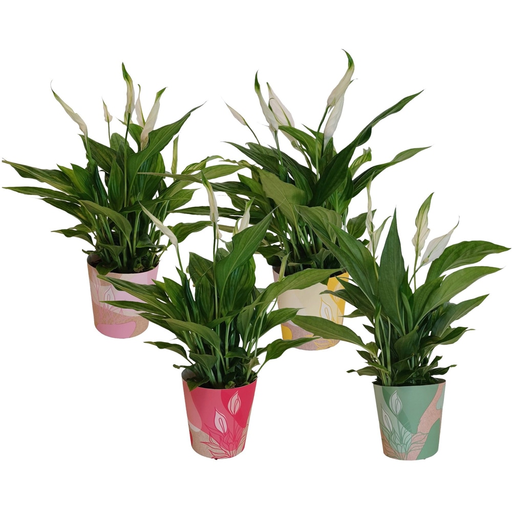 Crinul pacii (Spathiphyllum Smart Cup), H 35 cm