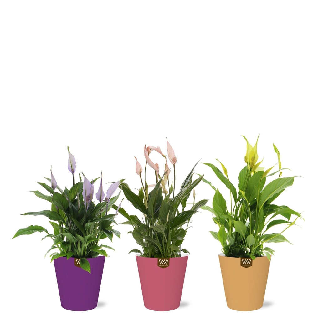 Crinul pacii (Spathiphyllum Surprising Moods), H 30 cm