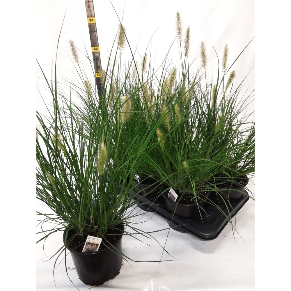 Iarba de fantana (Pennisetum alopecuroides Hameln), H 55 cm