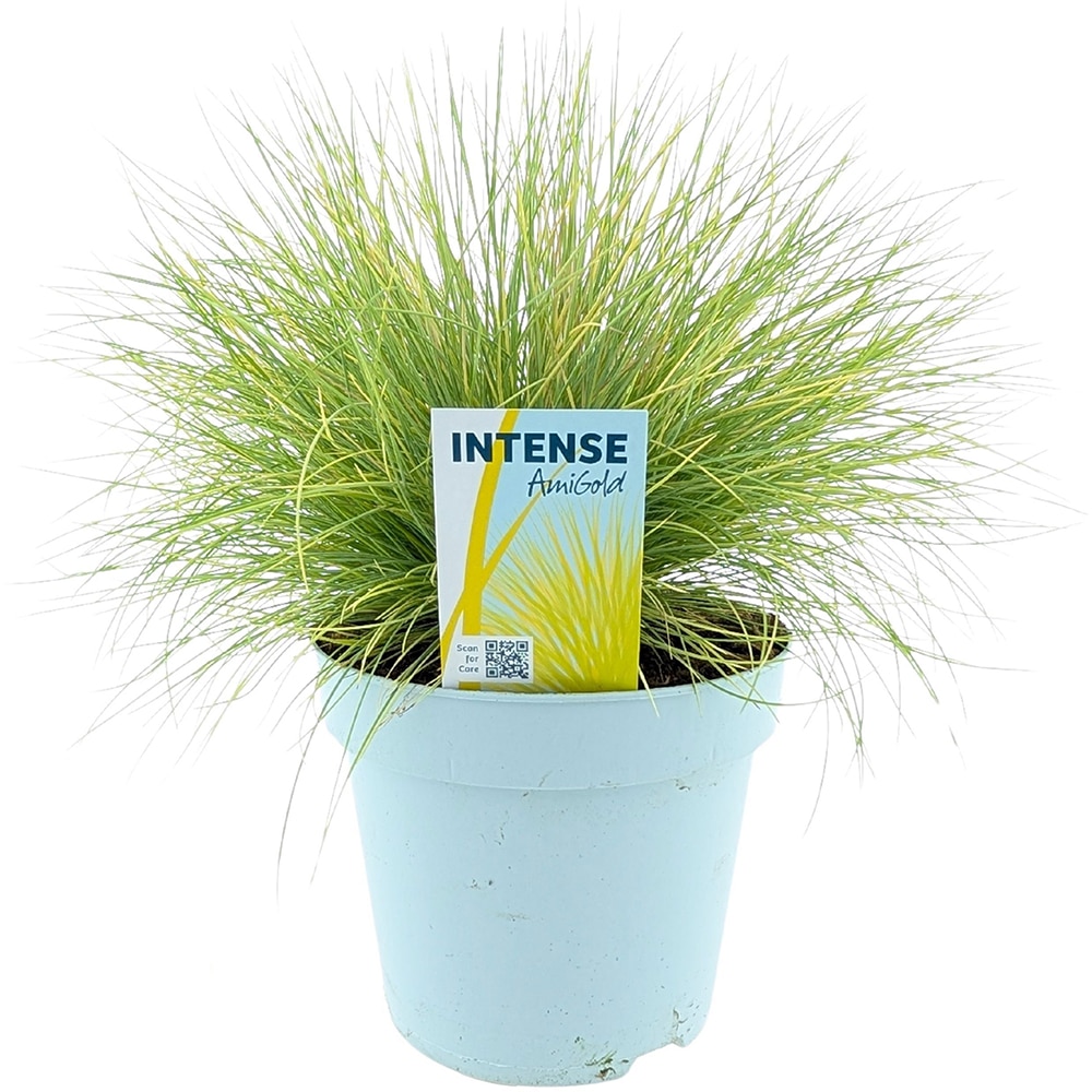 Festuca Glauca Amigold, D17 cm, H30 cm