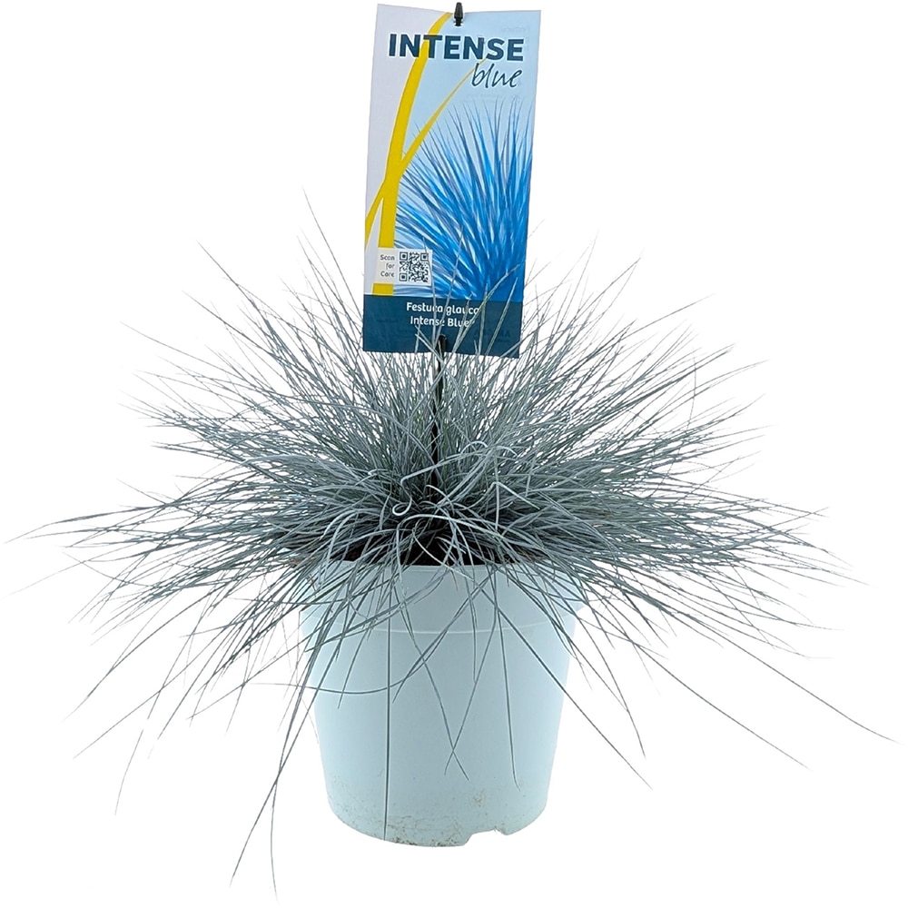 Festuca Glauca Intense Blue, D23 cm, H45 cm