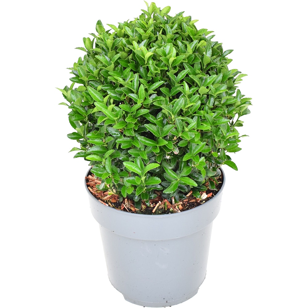 Euonymus Japonicus Green Spire, D17 cm, H20 cm