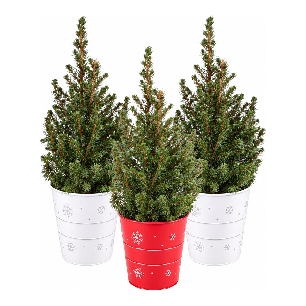 Molid ornamental Picea Glauca, ghiveci din zinc, H 50 cm