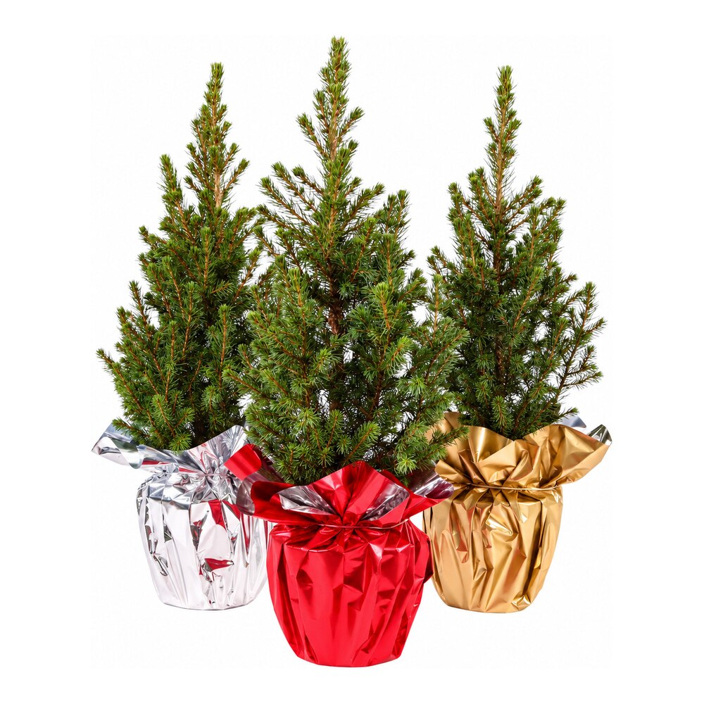 Molid ornamental Picea Glauca December, H 50 cm