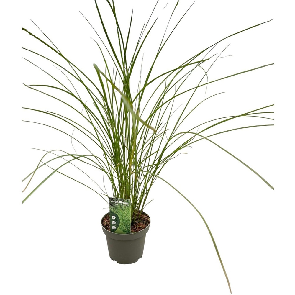 Miscanthus Sinensis Gracillimus, D23 cm, H80 cm