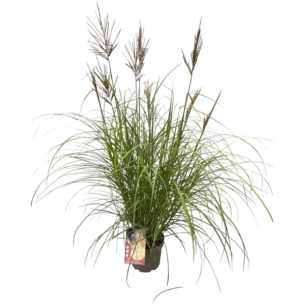 Miscanthus Sinensis Red Chief, D23 cm, H80 cm