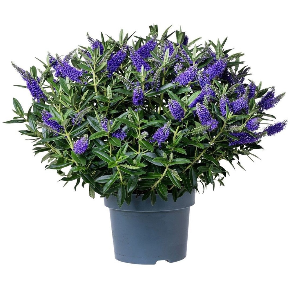 Mix Hebe Addenda, D 23cm, H 40cm