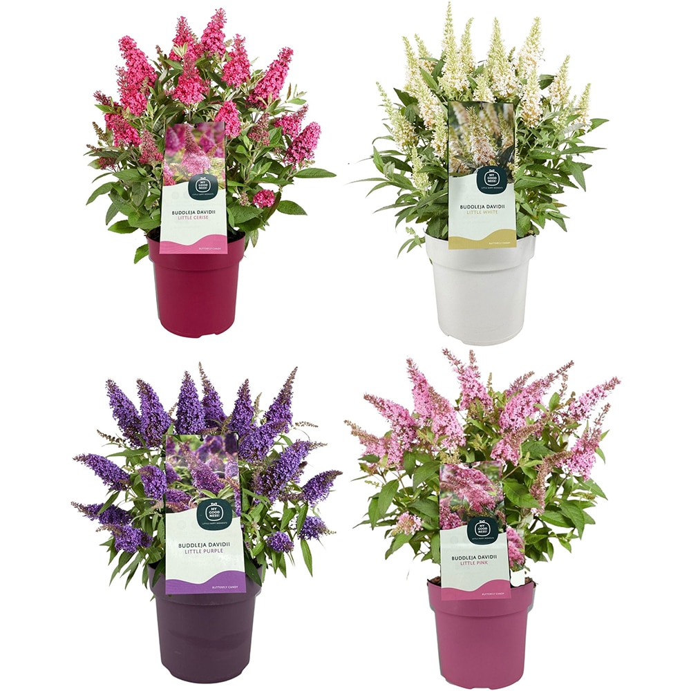 Liliac de vara Butterfly Candy (Buddleja davidii), D19 cm, H40 cm