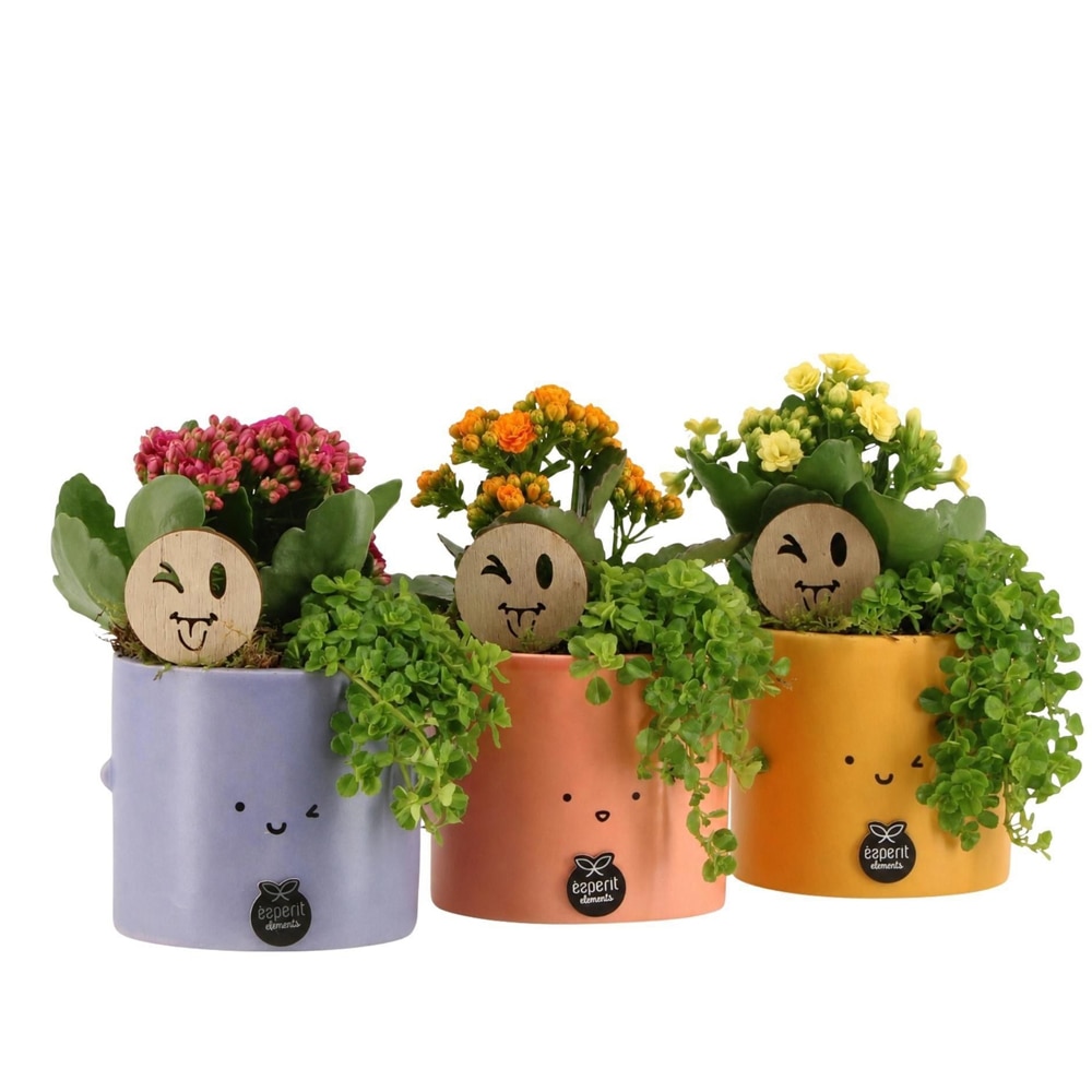 Aranjament floral Smiley, H 18 cm