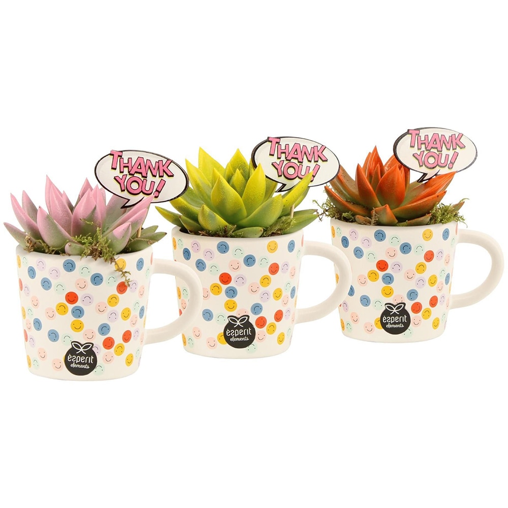 Aranjament floral Love School, D8 cm, H13 cm