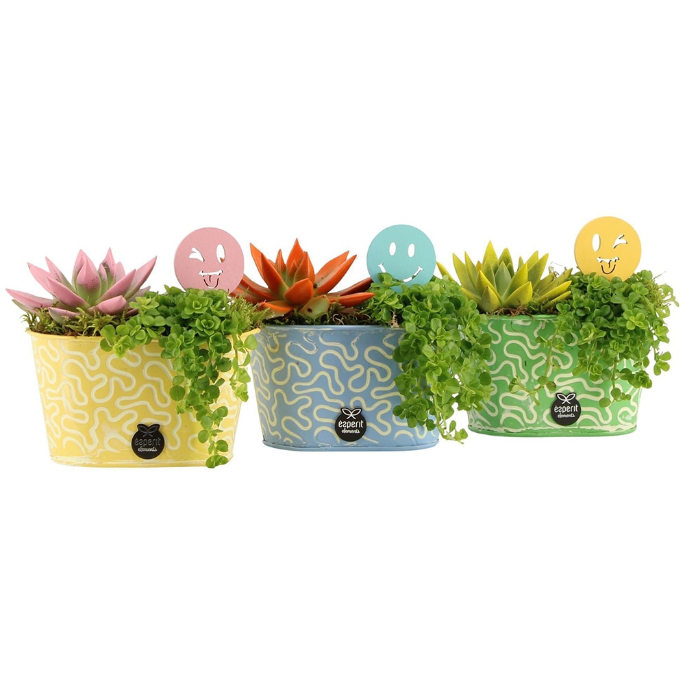 Aranjament floral, D14 cm, H15 cm