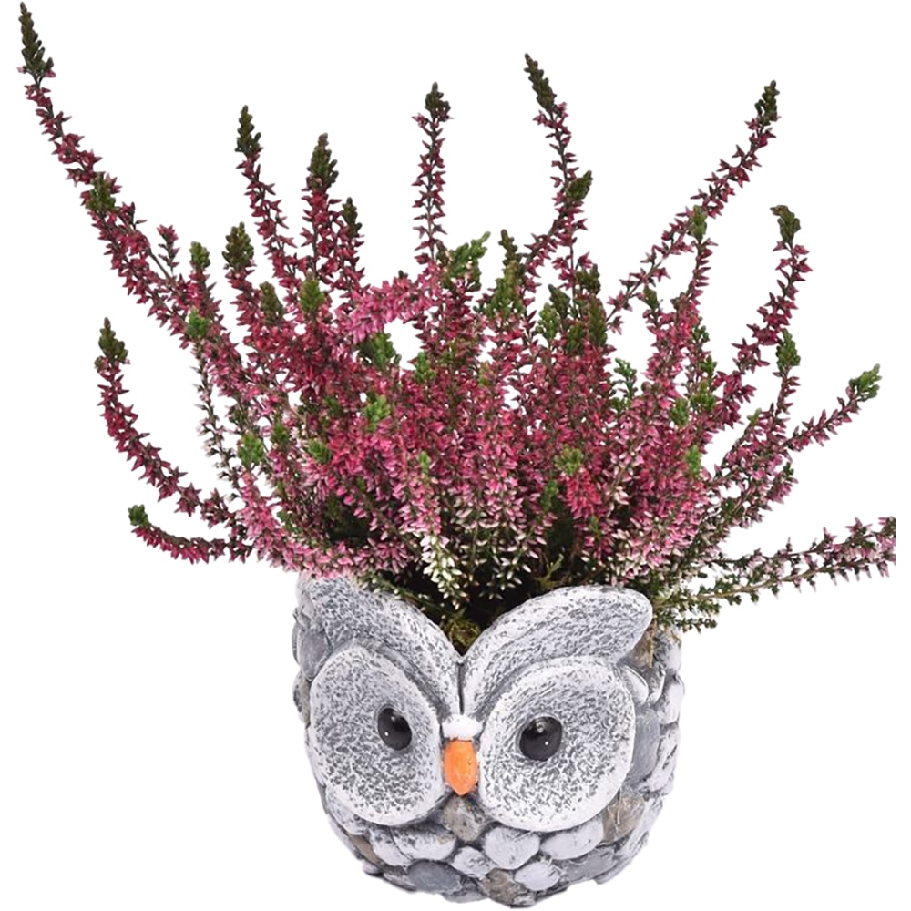 Aranjament Calluna in cos, D11 cm, H25 cm