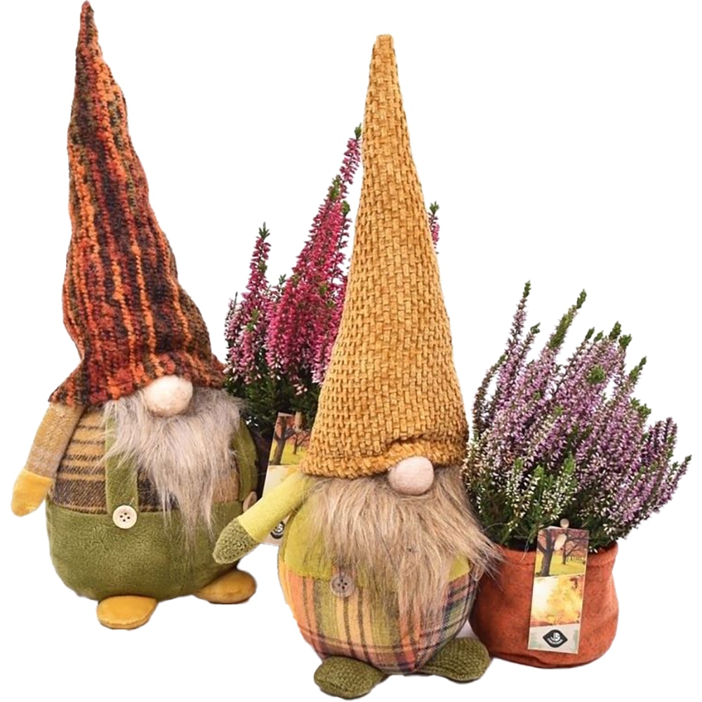 Aranjament Calluna Gnoom, D24 cm, H40 cm
