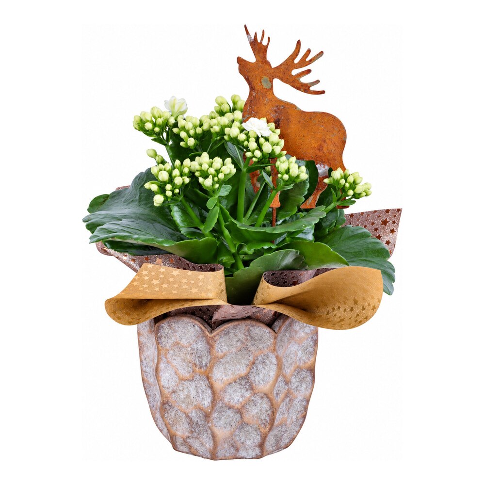 Aranjament Craciun Pure Luxury, ghiveci ceramic, H 25 cm