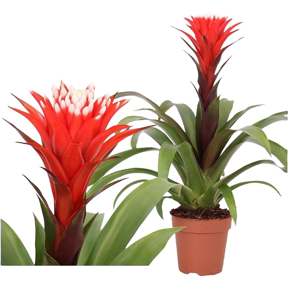 Guzmania Rockyflower Hope Mimesis, D 12 cm, H 43 cm