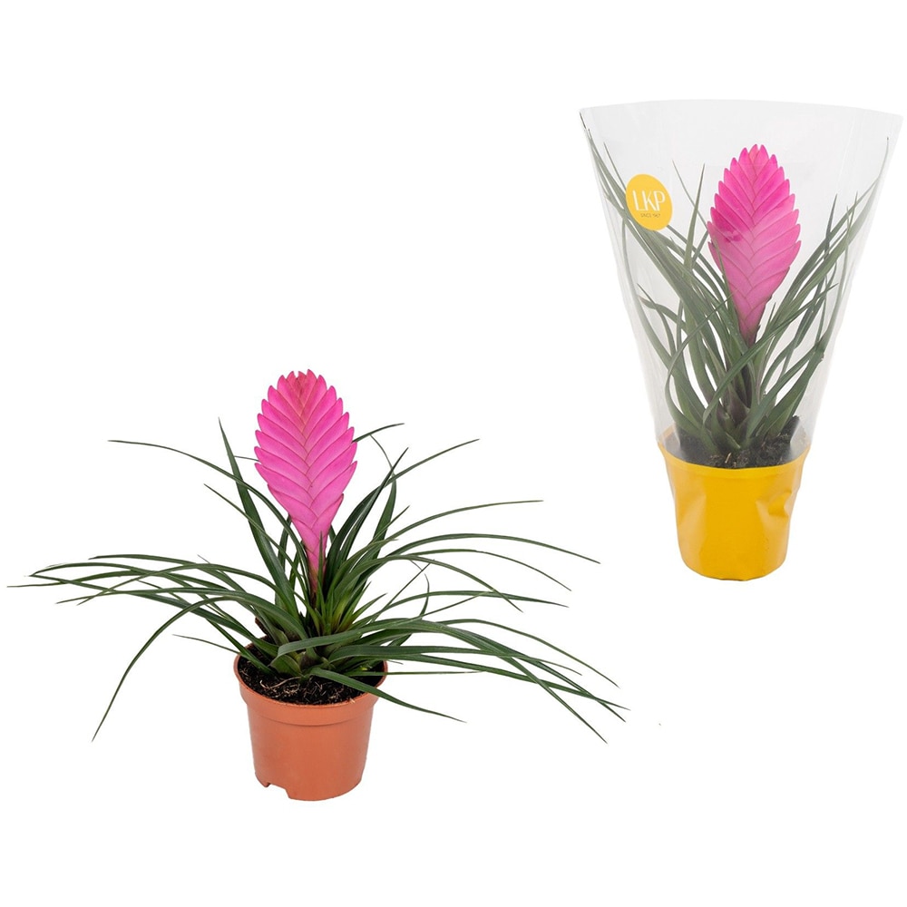 Tillandsia, D 9 cm, H 30 cm