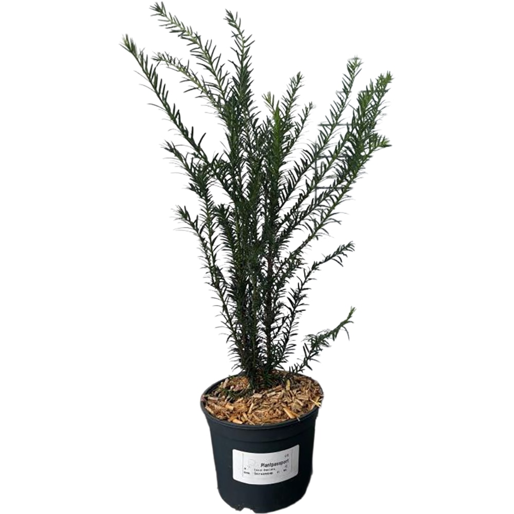 Taxus Baccata, D19cm, H60-80cm