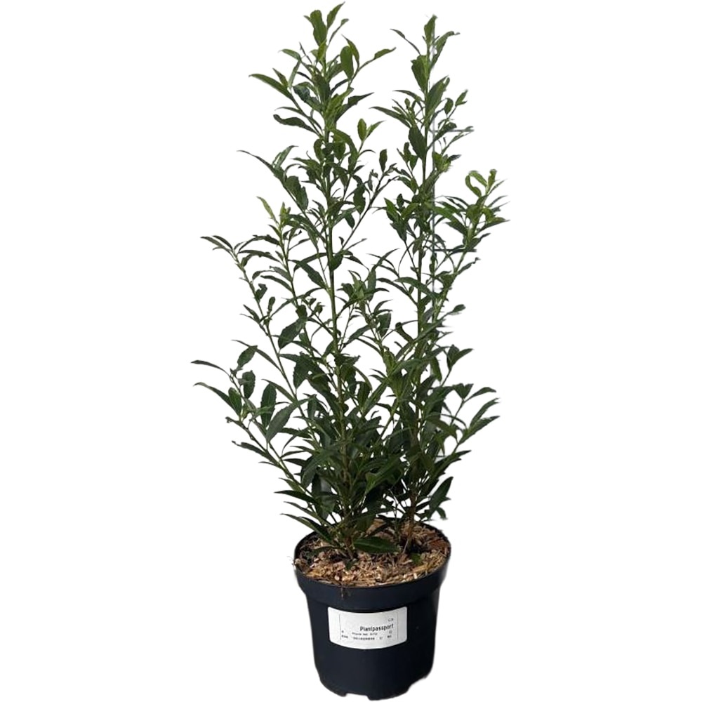 Prunus Lauroserasus Sofia, D19cm, H60-80cm