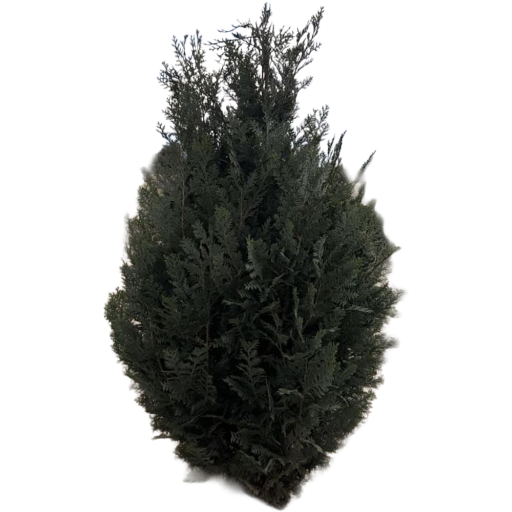 Chamaecyparis Lawsoniana Columnaris, D23cm, H140cm