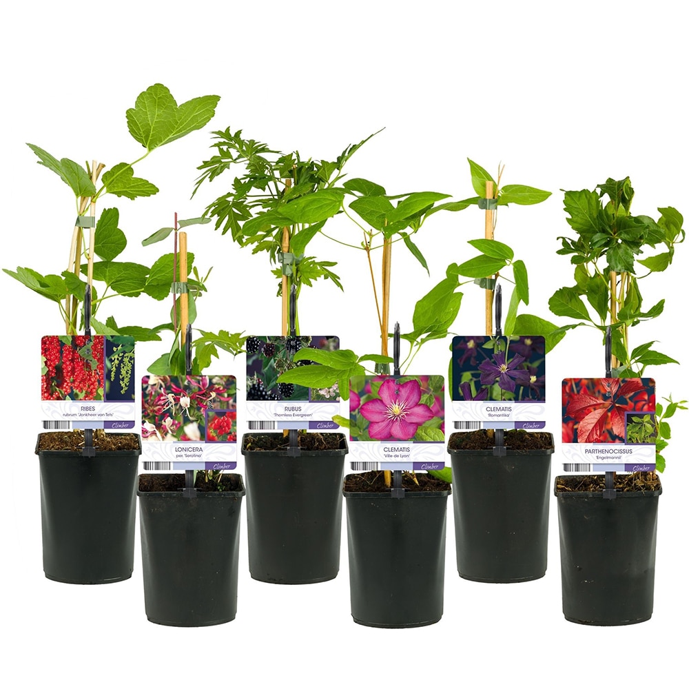 Mix Plante Agatatoare Mini, D 11 cm, H 45 cm