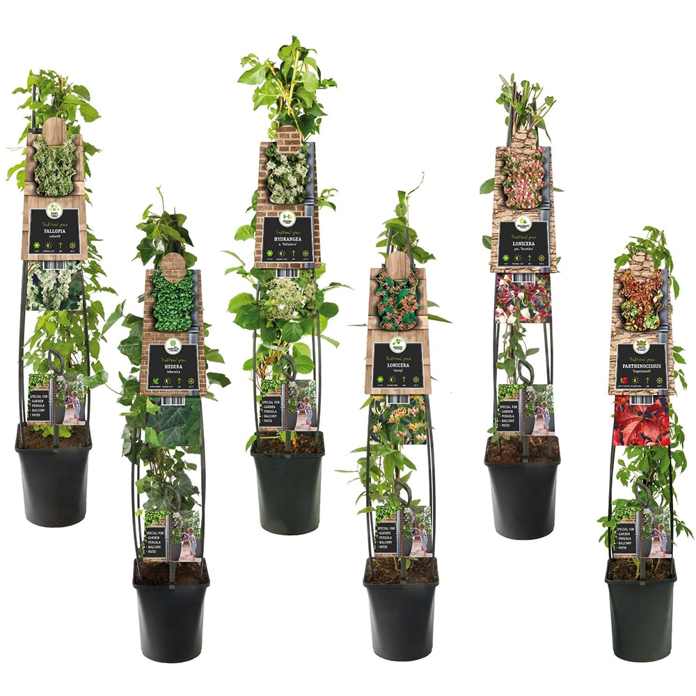 Mix Plante Agatatoare, D 17 cm, H 80 cm