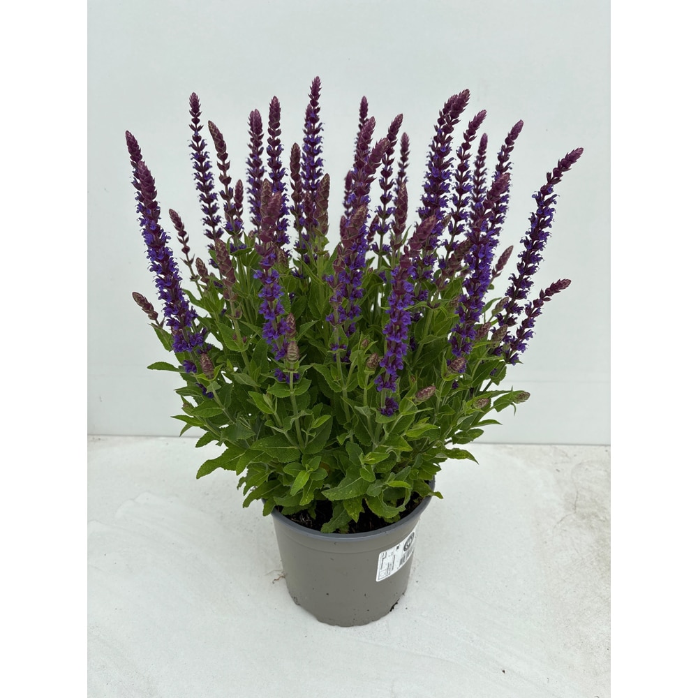 Salvia nemorosa Ostfriesland, H 35 cm