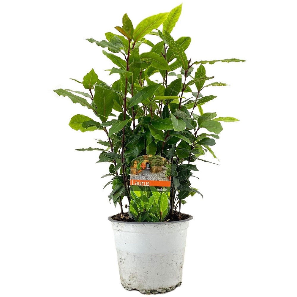 Laurus Nobilis, D14 cm, H30 cm
