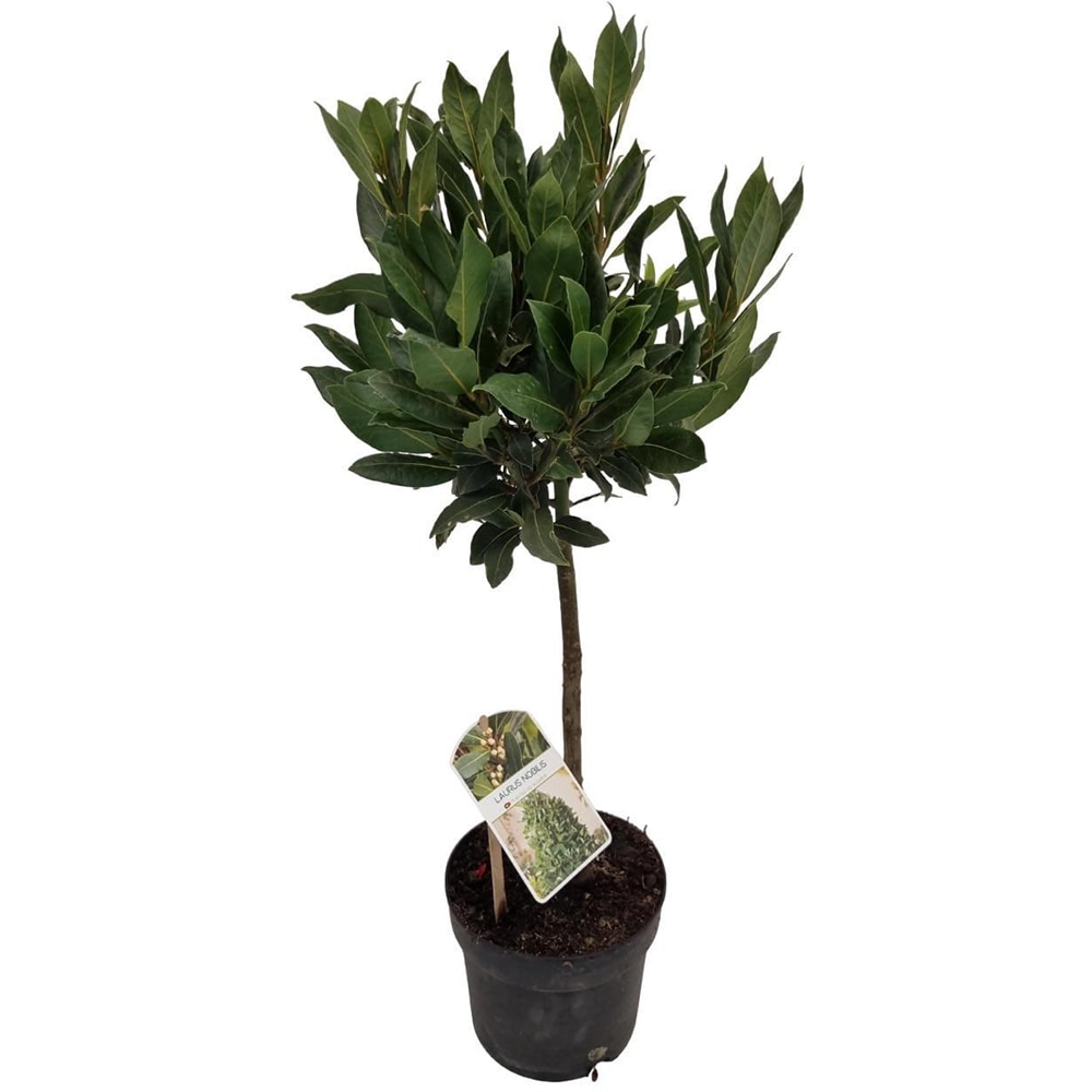 Dafin pe tulpina (Laurus nobilis), H 65 cm