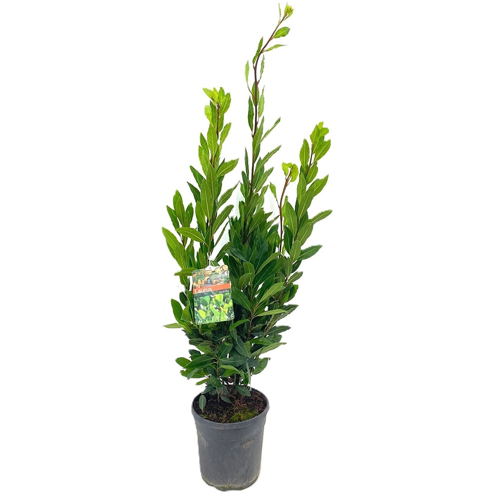 Laurus Nobilis, D21 cm, H130 cm