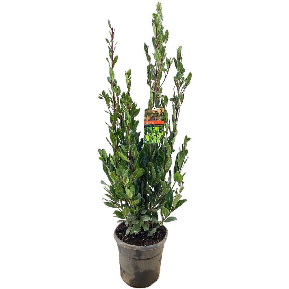 Dafin tip tufa (Laurus nobilis), H 150 cm