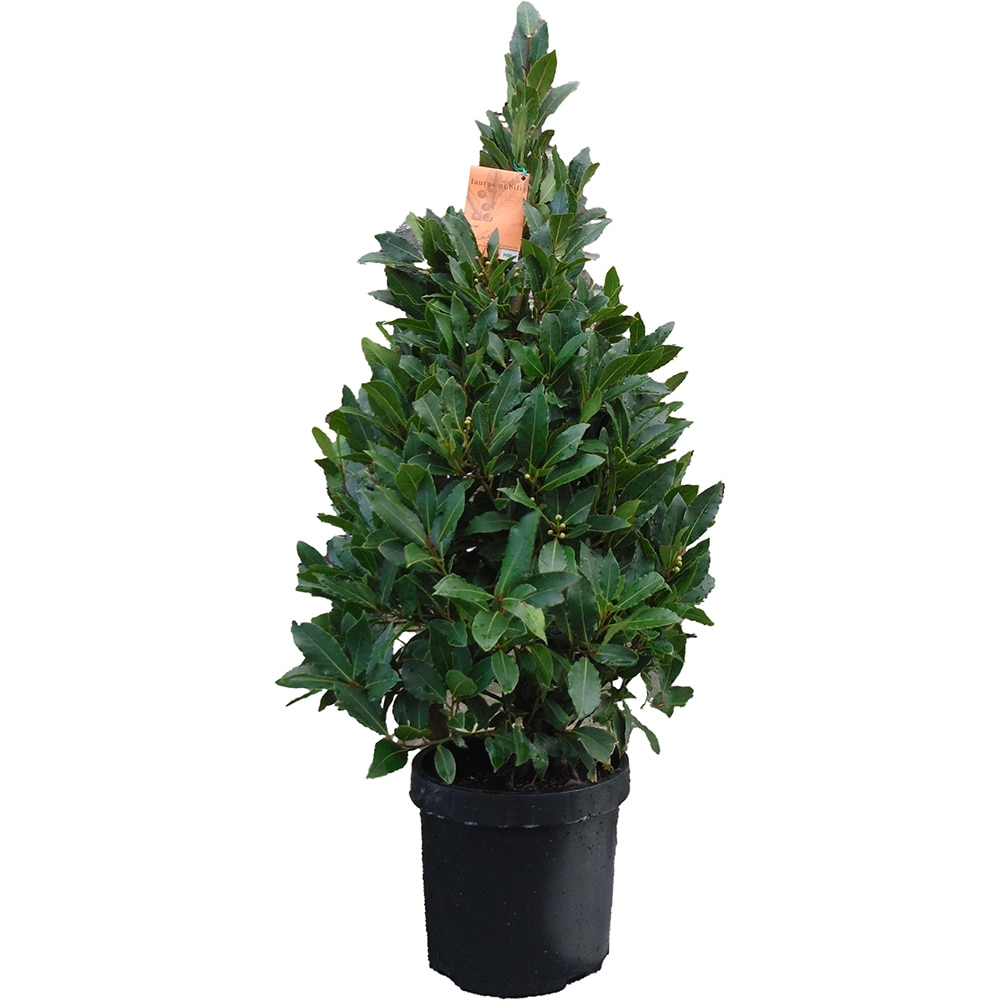 Dafin forma piramidala (Laurus nobilis), H 90 cm