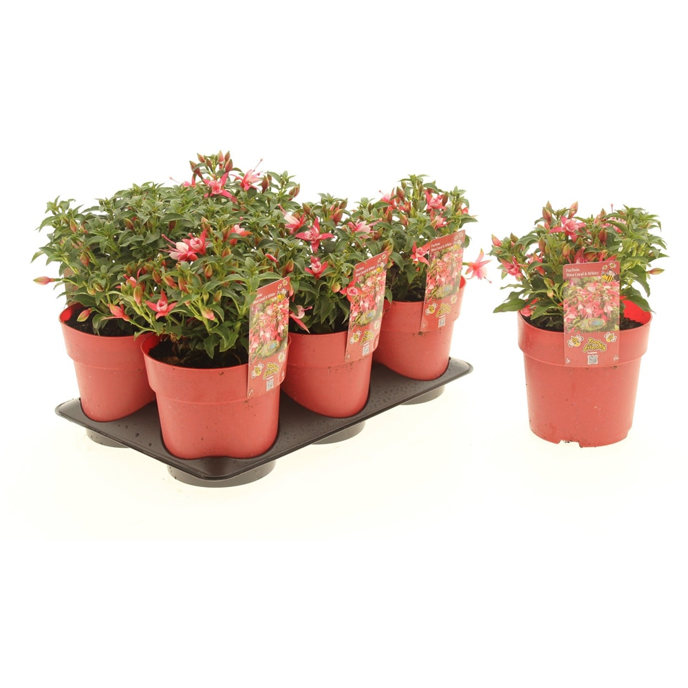 Fuchsia (Fuchsia Vera), H 25 cm