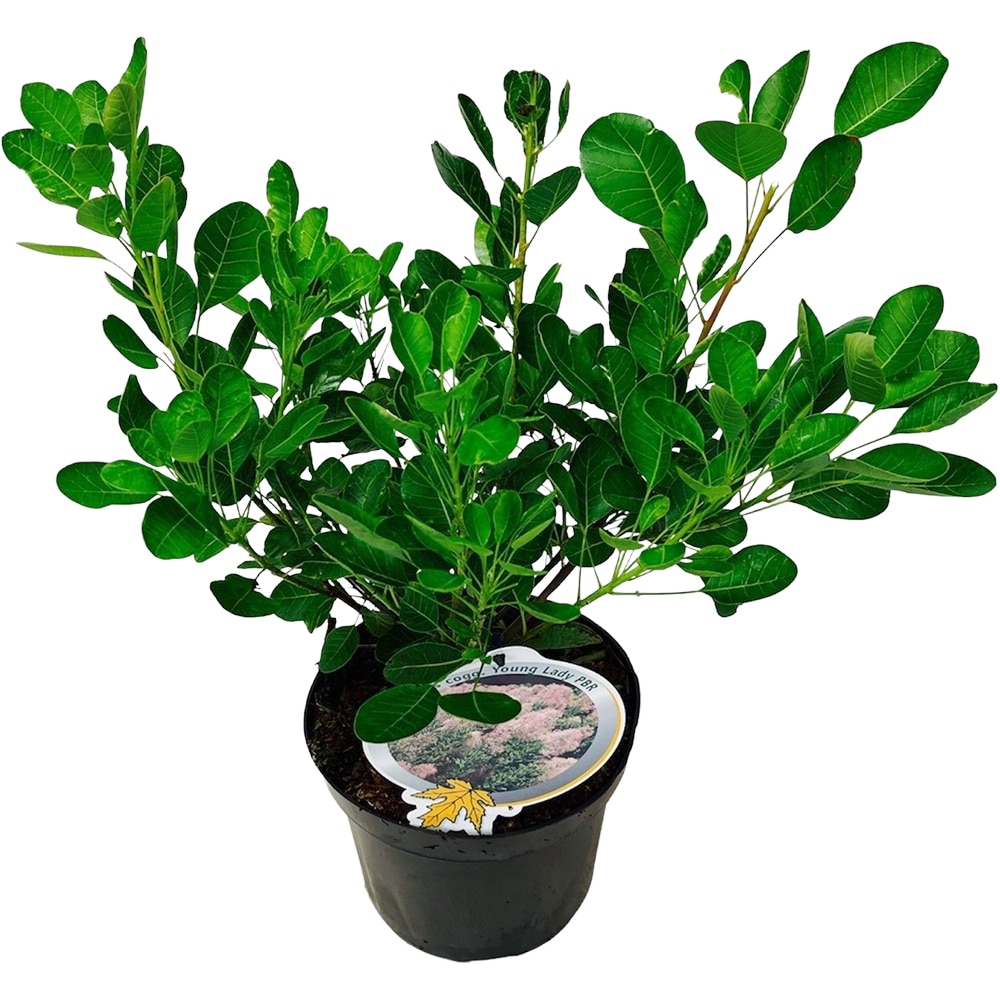 Cotinus Coggygria - Scumpie, D 19 cm, H 50 cm