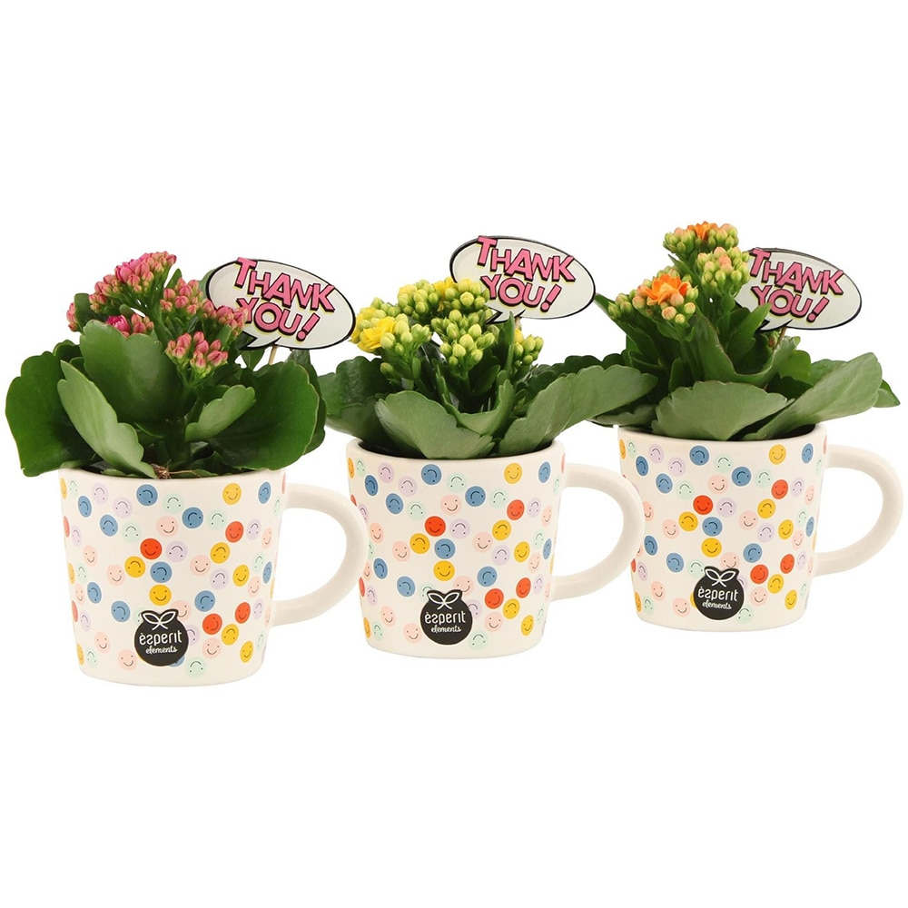 Aranjament floral Cup, D7 cm, H15 cm
