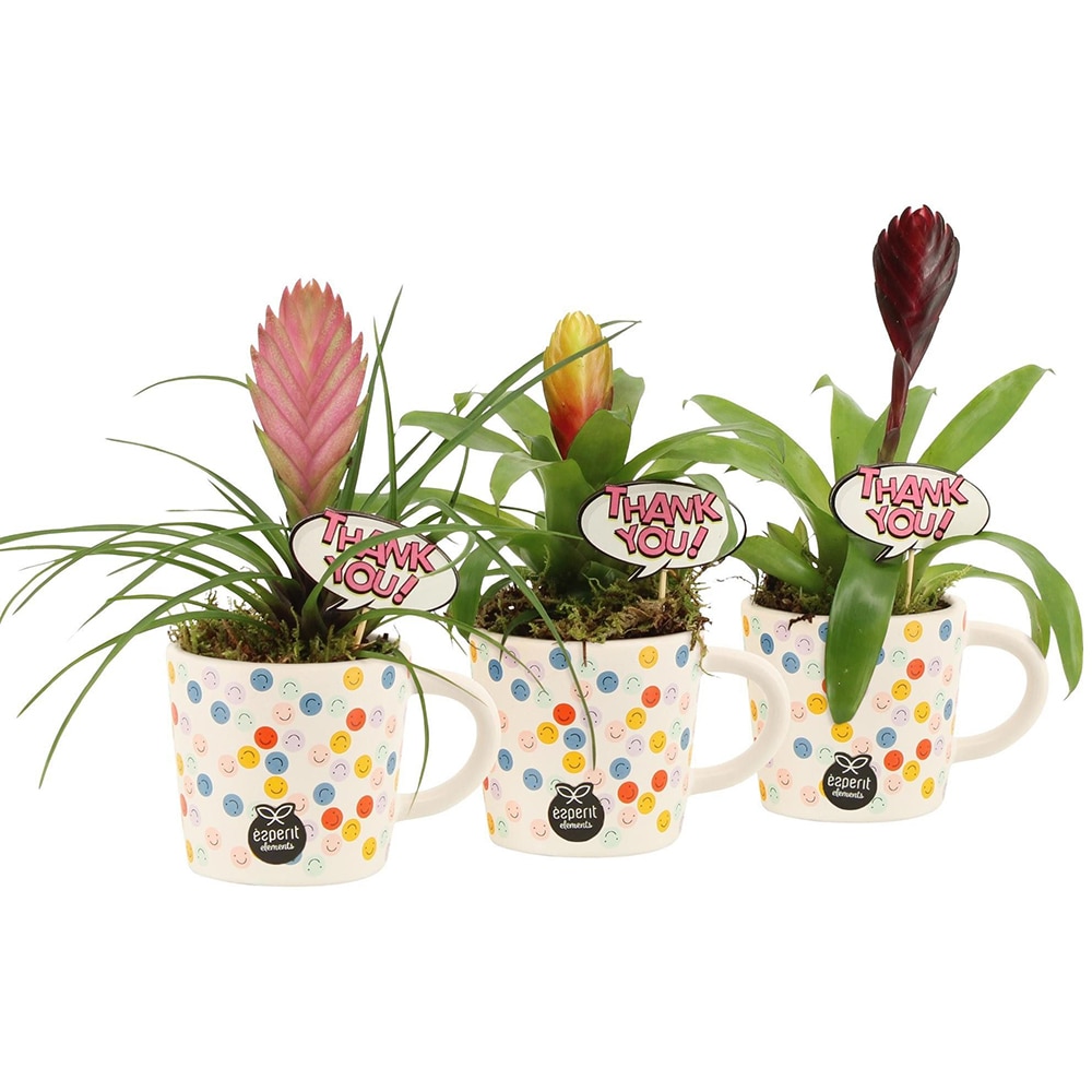 Aranjament floral Smiley, D8 cm, H22 cm