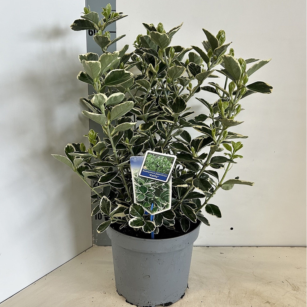 Euonymus Japonicus Kathy, D23 cm, H60 cm