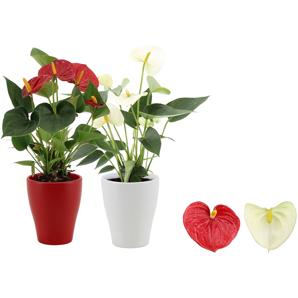 Anthurium, D9 cm, H30 cm