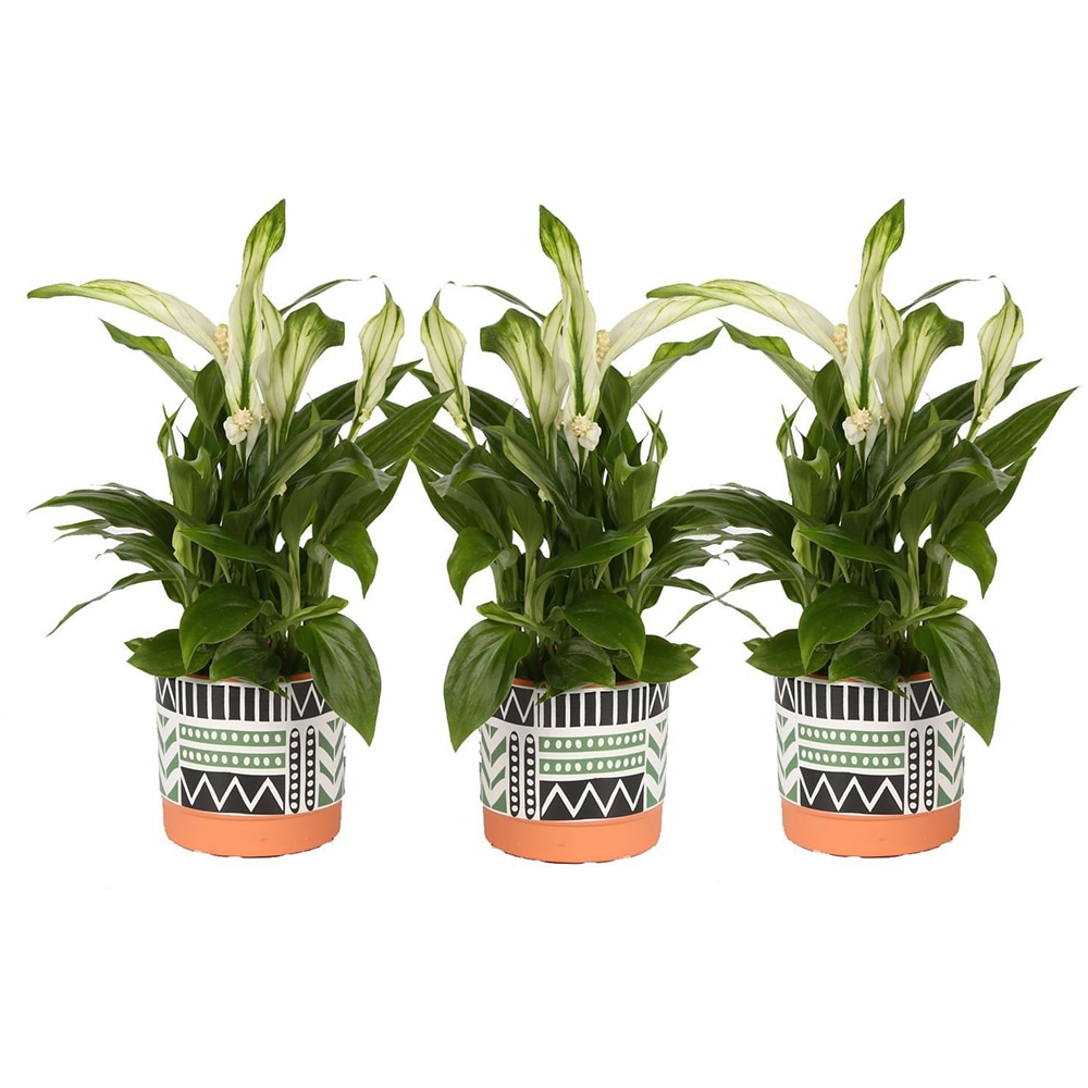 Crinul pacii (Spathiphyllum), D7 cm, H24 cm
