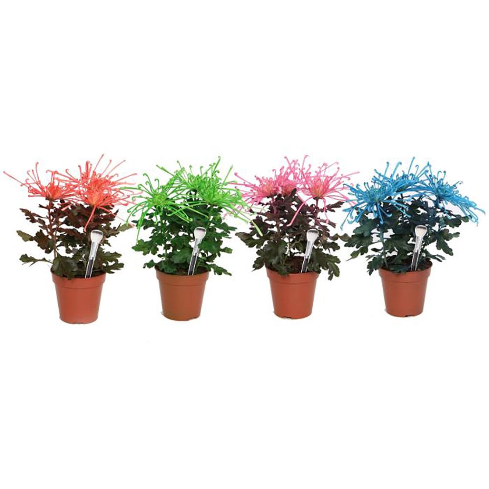 Crizantema (Chrysanthemum morifolium) Fireworks Cream, H 33 cm