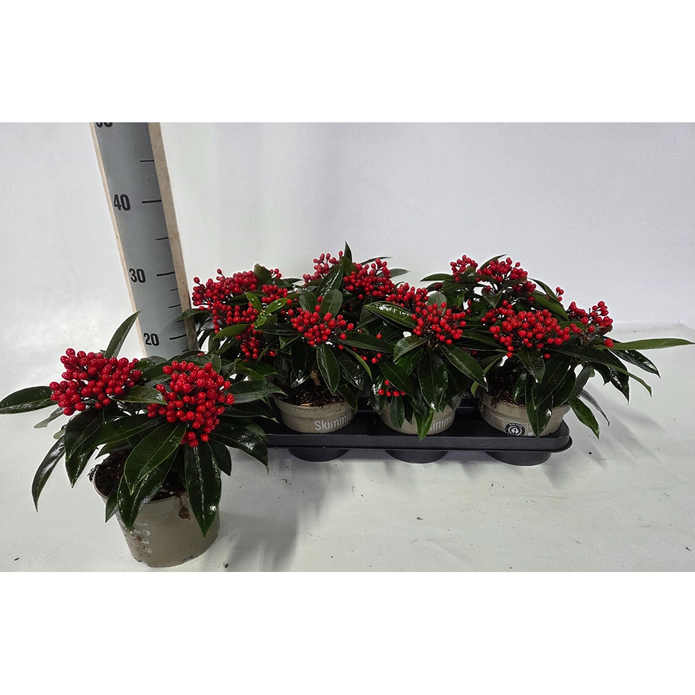 Skimmia japoneza (Skimmia japonica Reevesiana), H 25 cm