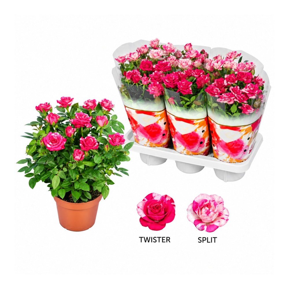 Mix trandafiri bicolori, H 35 cm