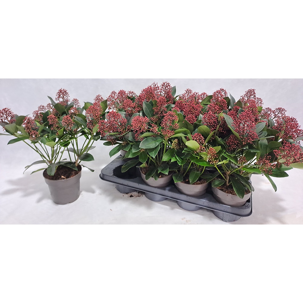 Skimmia japoneza (Skimmia japonica Rubella), H 30 cm