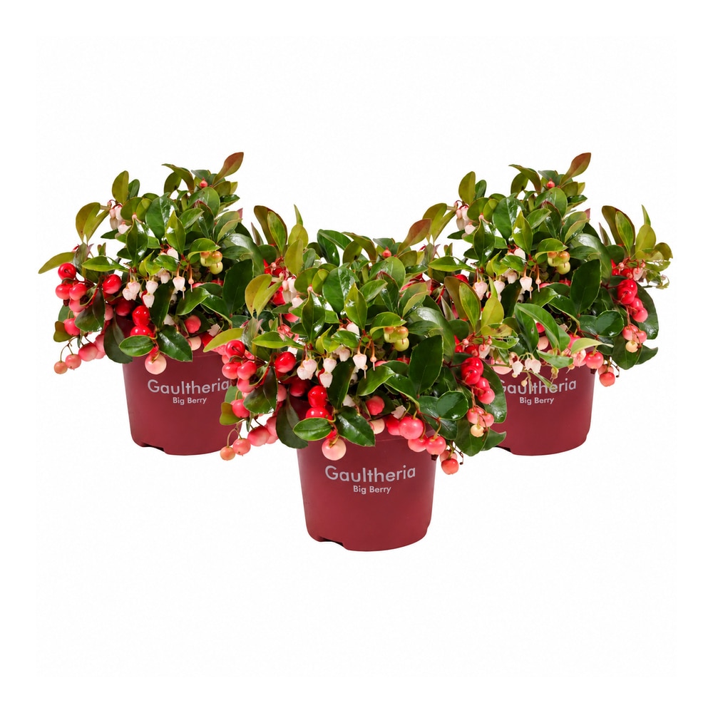 Merisor decorativ (Gaultheria procumbens Big Berry), H 20 cm