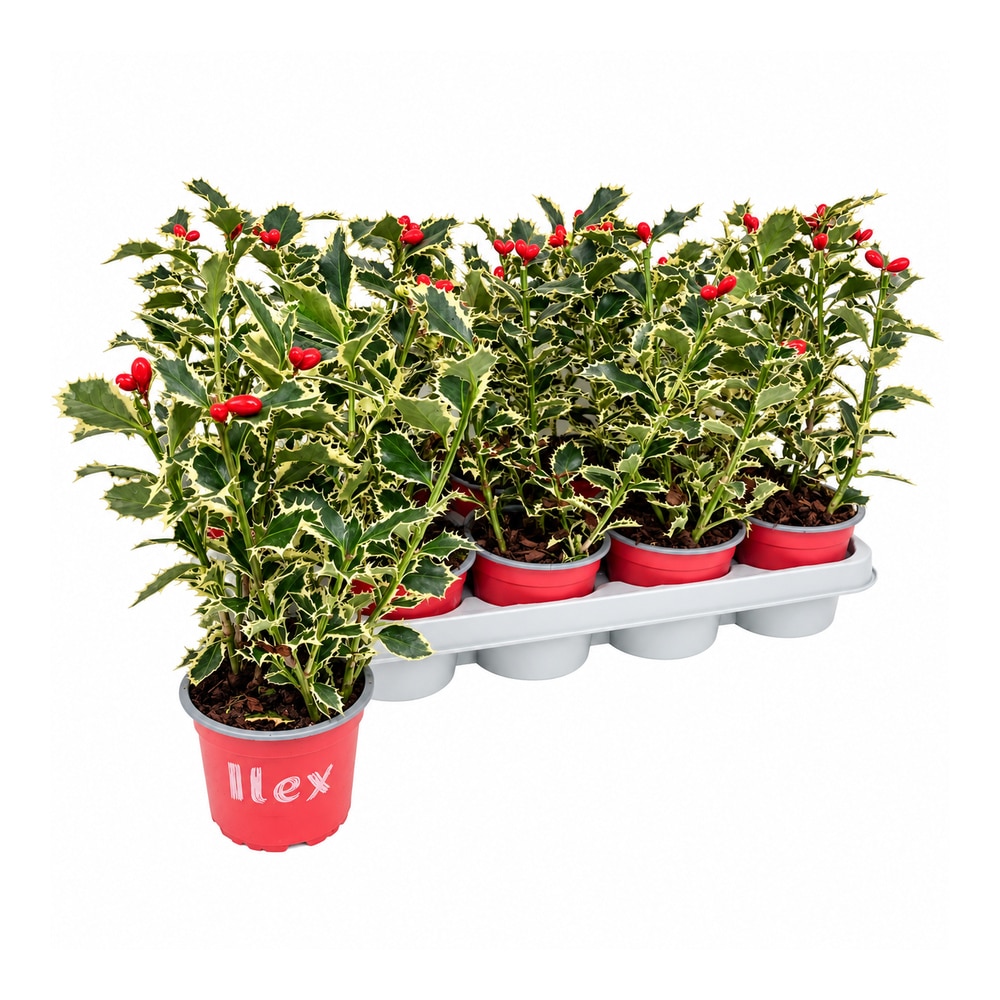 Ilice (Ilex aquifolium Argentea Marginata), H 30 cm