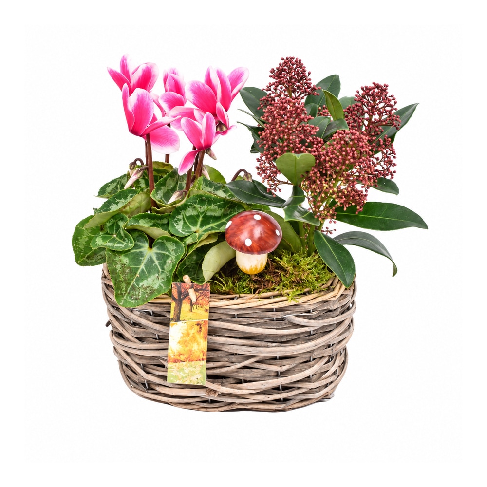 Aranjament de toamna cu Cyclamen si Skimmia, H 35 cm