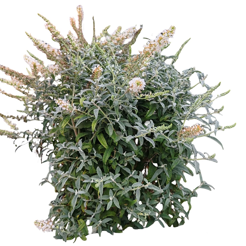 Buddleia Davidii, H 70 cm