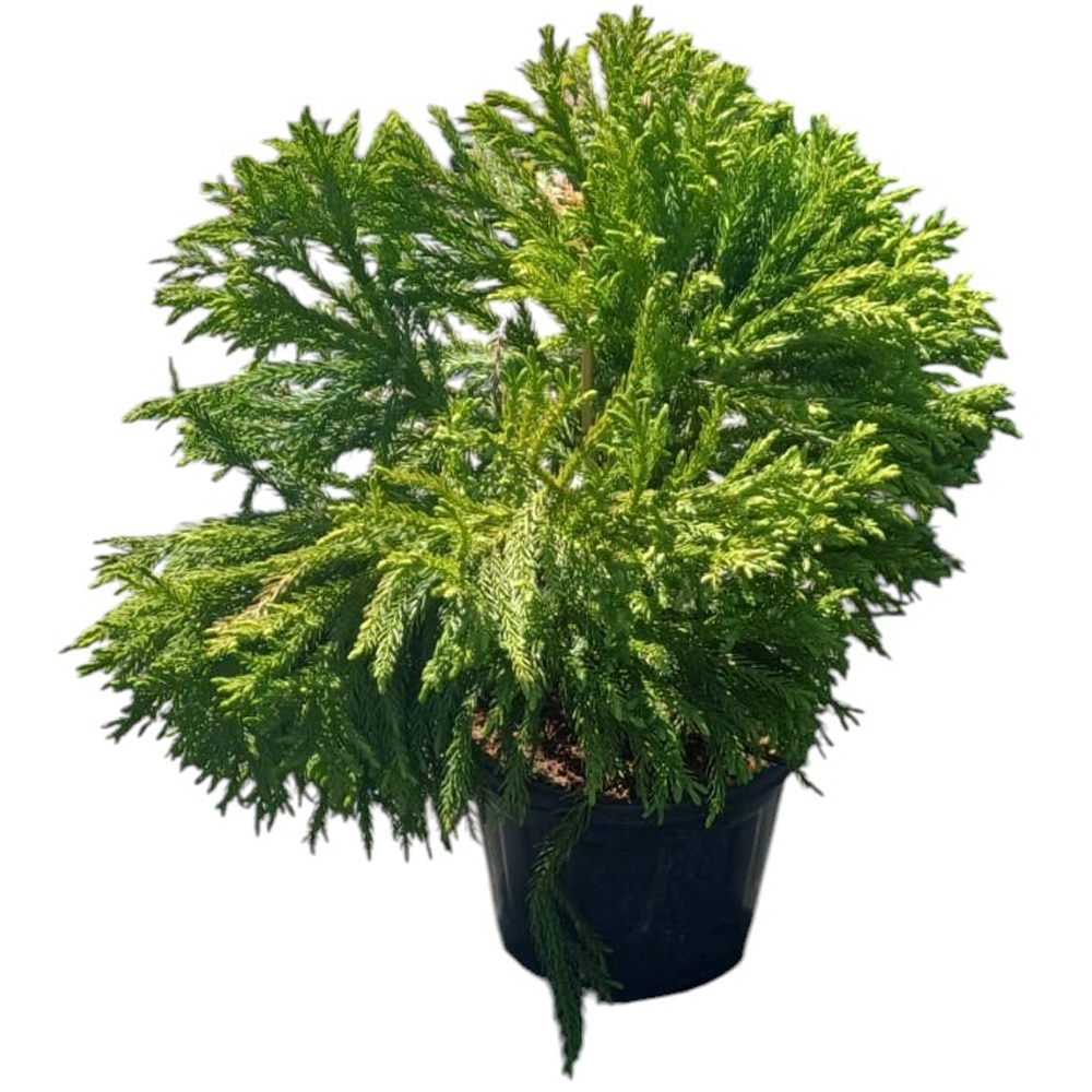 Cedru japonez pitic Globosa Nana (Cryptomeria japonica 'Globosa Nana'), H 30 cm