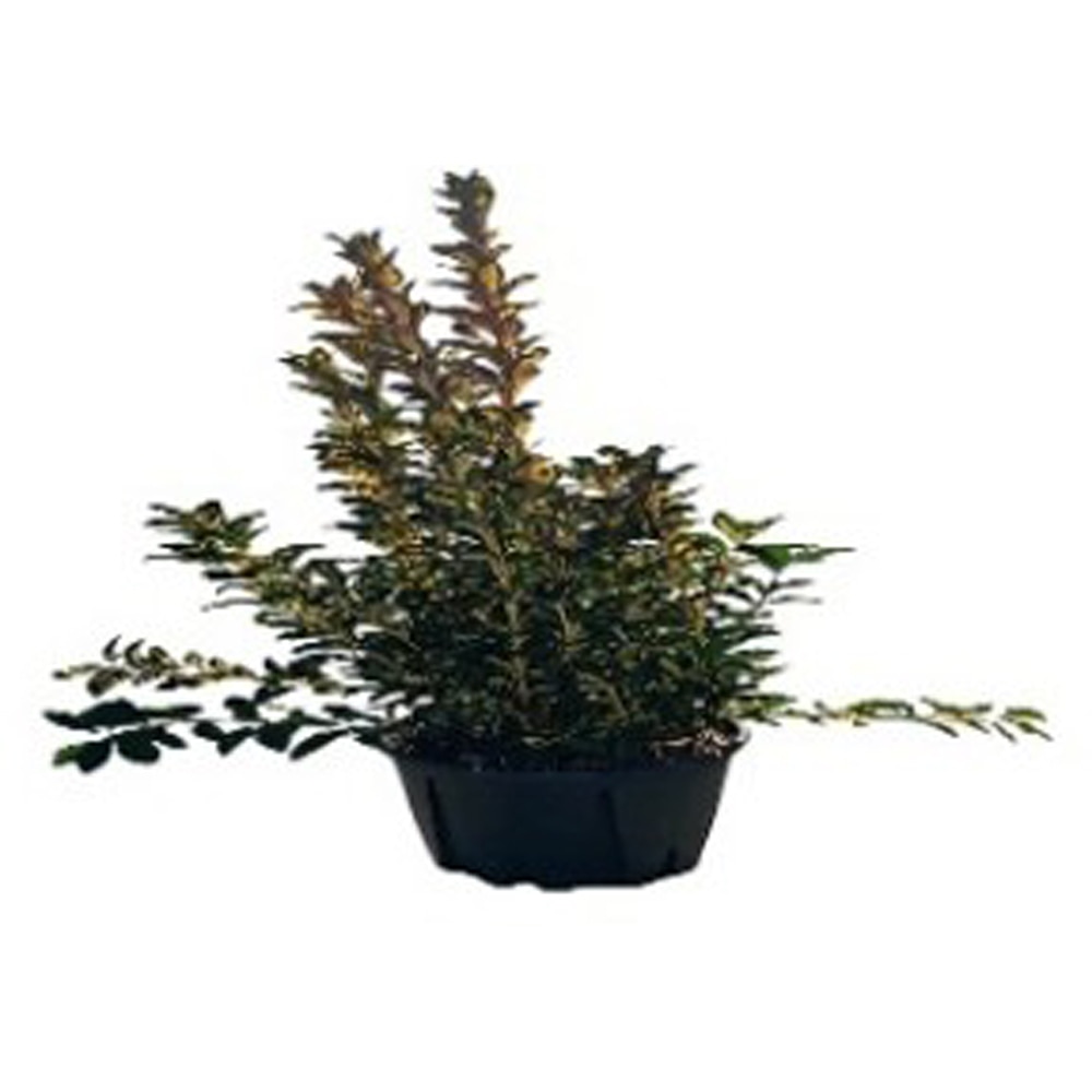 Euonymus J. Aureomarginatus, H 50 cm