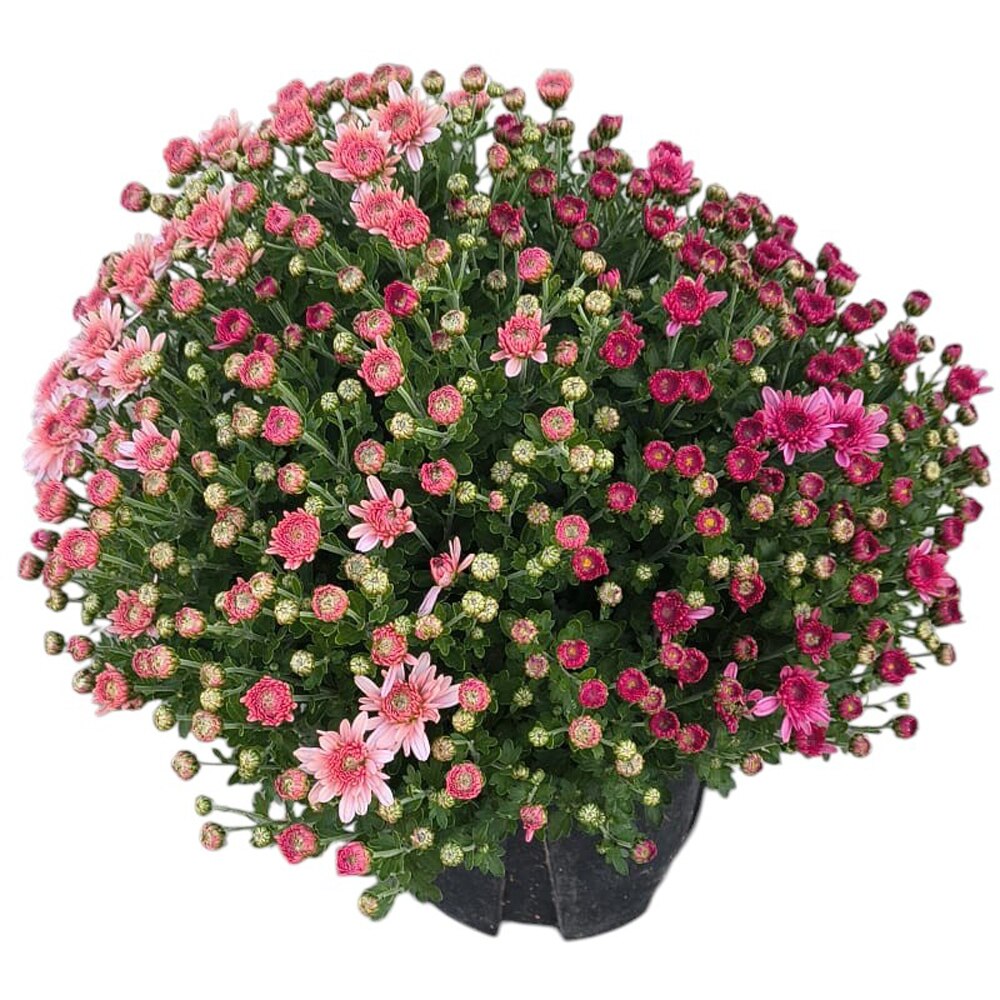 Crizantema mix, D18 cm, H30 cm