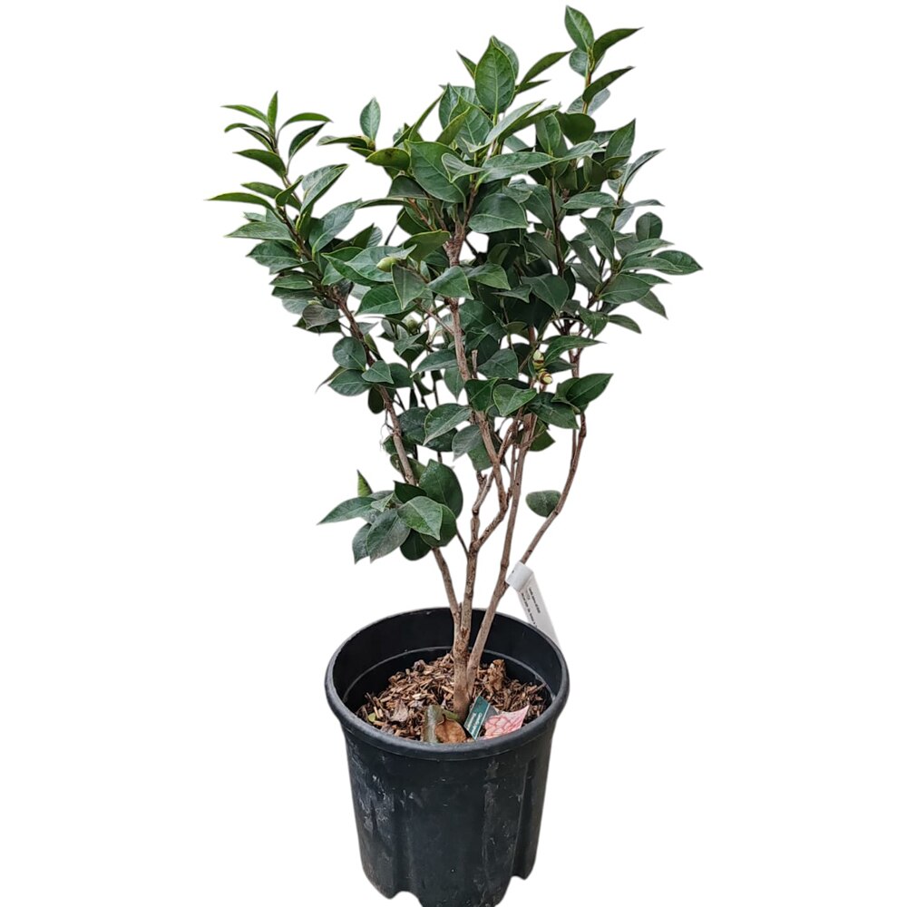 Camellia Japonica, H 70 cm